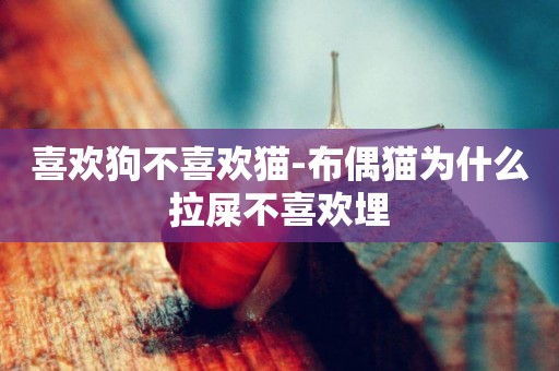 喜歡狗不喜歡貓-布偶貓為什么拉屎不喜歡埋