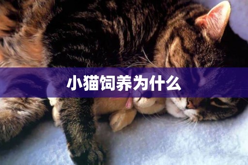 小貓飼養為什么