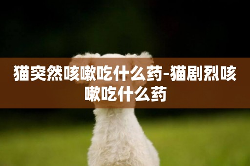 貓突然咳嗽吃什么藥-貓劇烈咳嗽吃什么藥