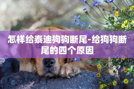 怎樣給泰迪狗狗斷尾-給狗狗斷尾的四個原因
