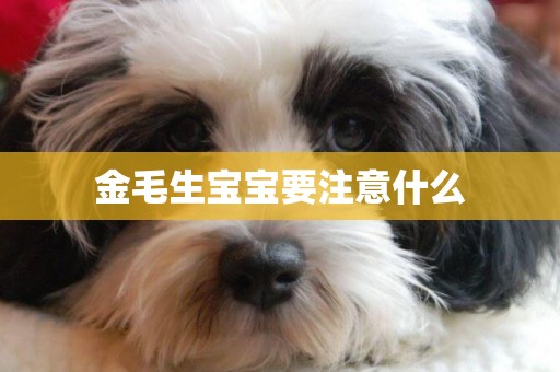 金毛生寶寶要注意什么