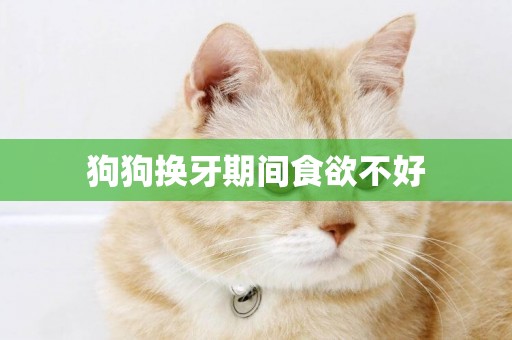 狗狗換牙期間食欲不好