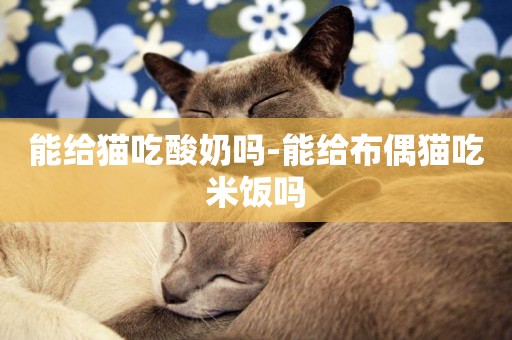 能給貓吃酸奶嗎-能給布偶貓吃米飯嗎