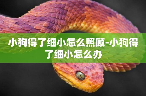 小狗得了細小怎么照顧-小狗得了細小怎么辦