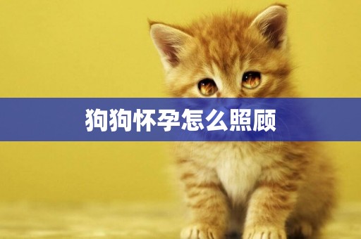 狗狗懷孕怎么照顧