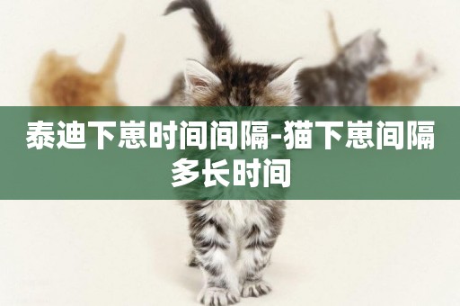 泰迪下崽時間間隔-貓下崽間隔多長時間