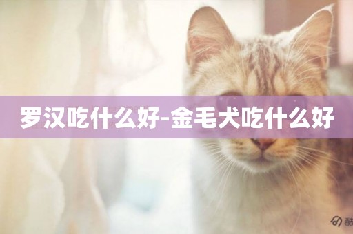 羅漢吃什么好-金毛犬吃什么好