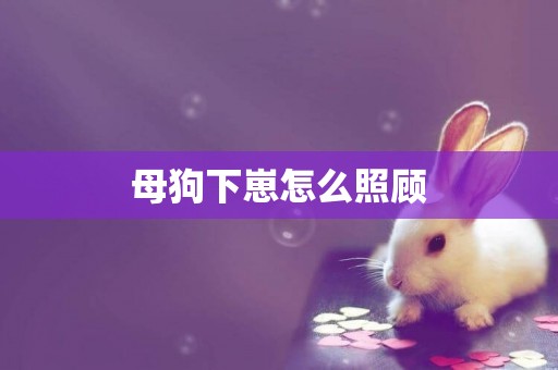 母狗下崽怎么照顧