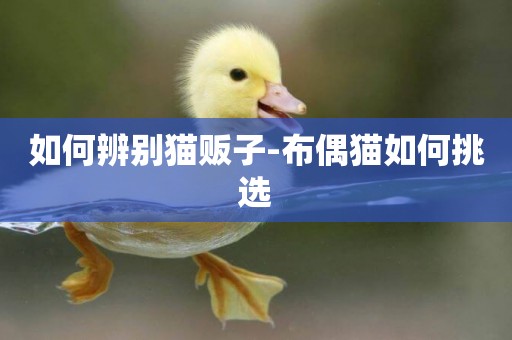如何辨別貓販子-布偶貓如何挑選