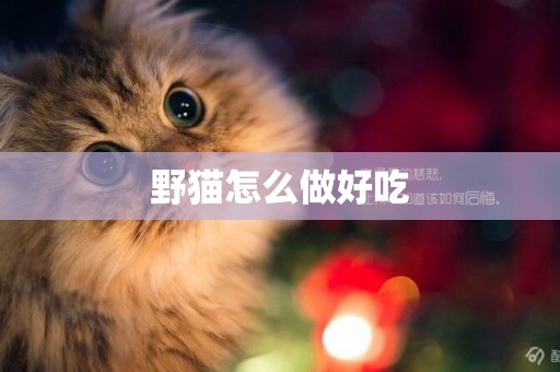 野貓怎么做好吃