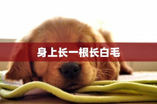 身上長一根長白毛