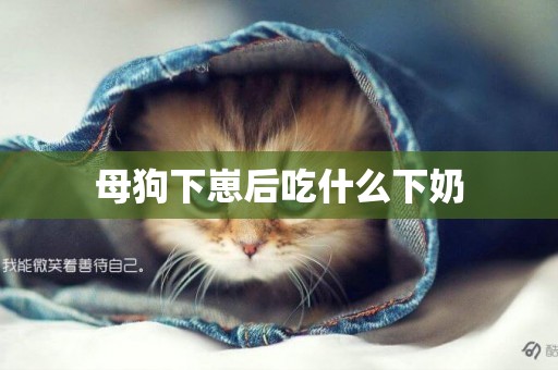 母狗下崽后吃什么下奶