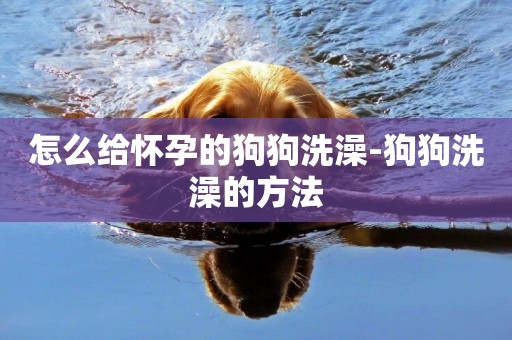 怎么給懷孕的狗狗洗澡-狗狗洗澡的方法