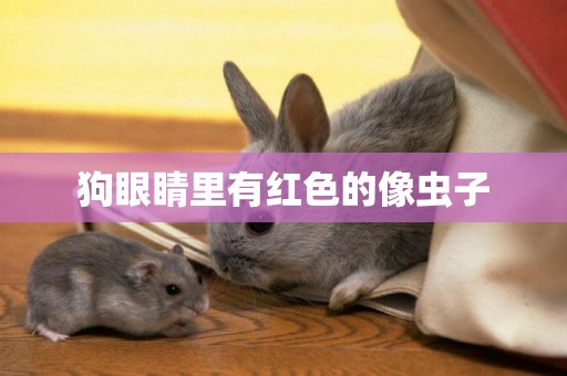 狗眼睛里有紅色的像蟲子