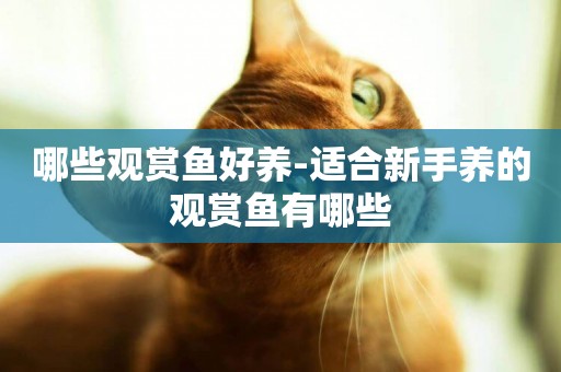 哪些觀賞魚好養-適合新手養的觀賞魚有哪些
