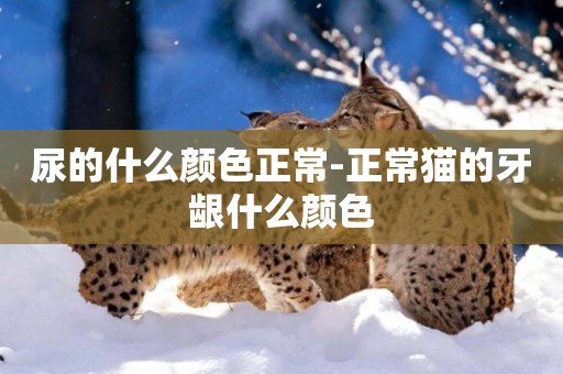 尿的什么顏色正常-正常貓的牙齦什么顏色
