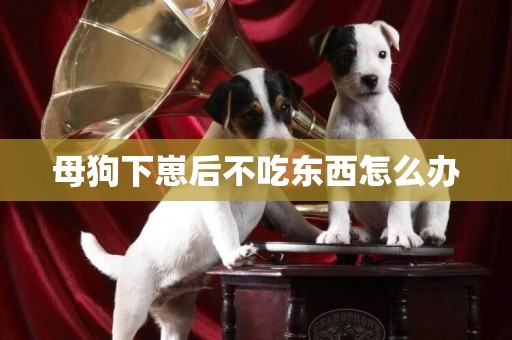 母狗下崽后不吃東西怎么辦