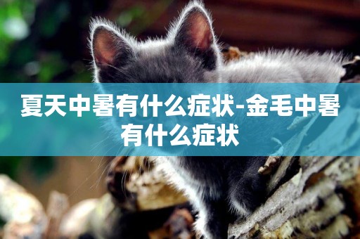 夏天中暑有什么癥狀-金毛中暑有什么癥狀