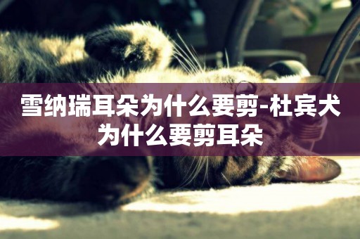 雪納瑞耳朵為什么要剪-杜賓犬為什么要剪耳朵
