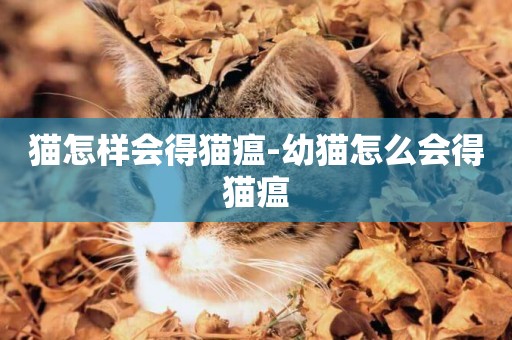 貓怎樣會得貓瘟-幼貓怎么會得貓瘟