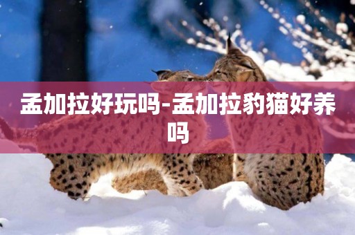孟加拉好玩嗎-孟加拉豹貓好養嗎