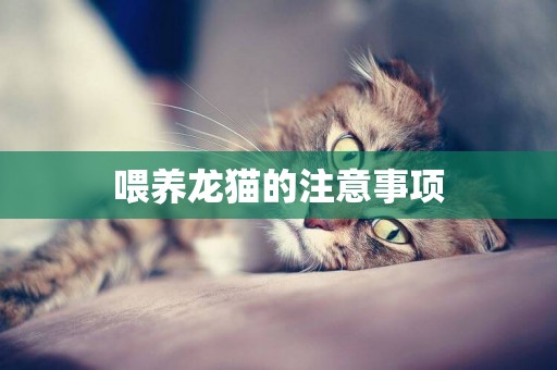 喂養龍貓的注意事項