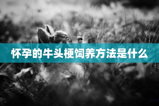 懷孕的牛頭梗飼養方法是什么