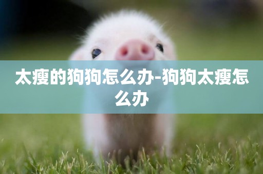太瘦的狗狗怎么辦-狗狗太瘦怎么辦