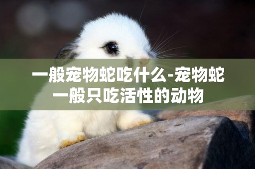 一般寵物蛇吃什么-寵物蛇一般只吃活性的動物