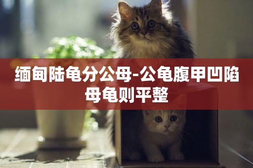 緬甸陸龜分公母-公龜腹甲凹陷母龜則平整