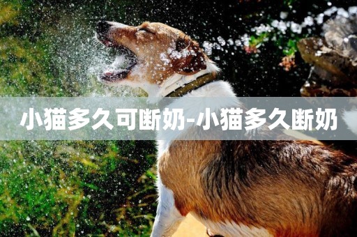 小貓多久可斷奶-小貓多久斷奶