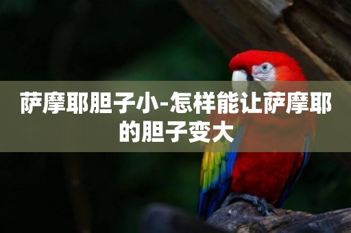 薩摩耶膽子小-怎樣能讓薩摩耶的膽子變大