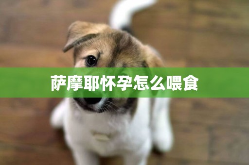 薩摩耶懷孕怎么喂食