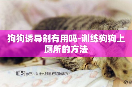 狗狗誘導劑有用嗎-訓練狗狗上廁所的方法