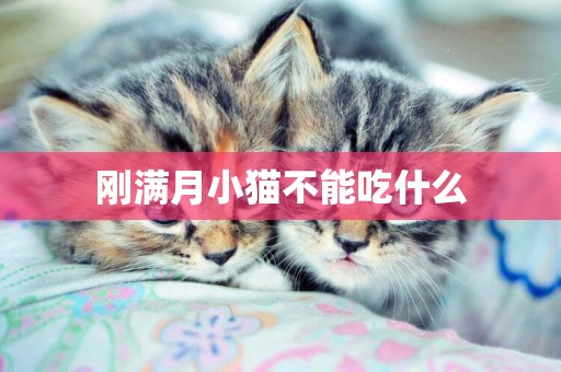 剛滿月小貓不能吃什么
