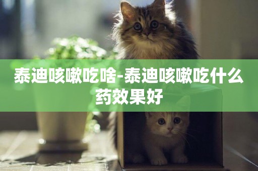 泰迪咳嗽吃啥-泰迪咳嗽吃什么藥效果好