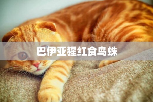 巴伊亞猩紅食鳥蛛