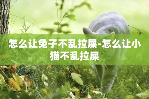 怎么讓兔子不亂拉屎-怎么讓小貓不亂拉屎