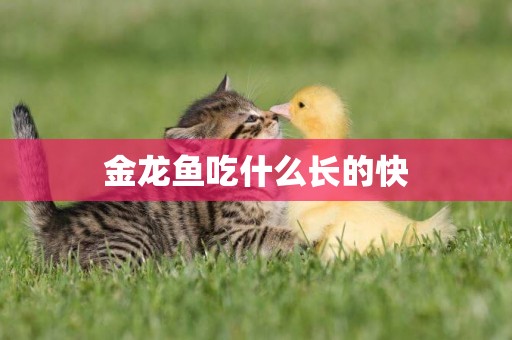 金龍魚吃什么長的快