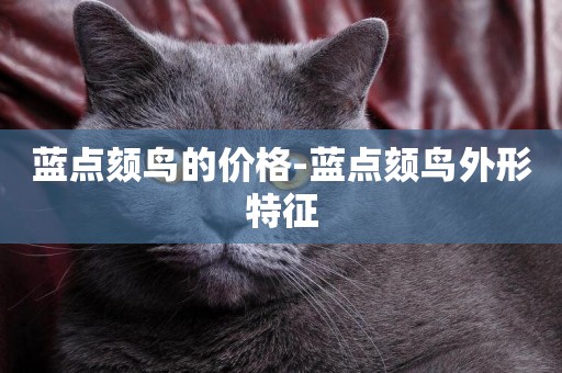 藍點頦鳥的價格-藍點頦鳥外形特征