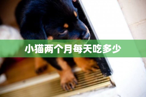小貓兩個月每天吃多少