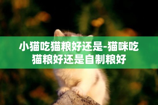 小貓吃貓糧好還是-貓咪吃貓糧好還是自制糧好