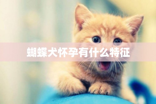 蝴蝶犬懷孕有什么特征