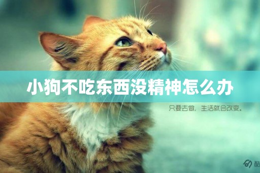 小狗不吃東西沒精神怎么辦