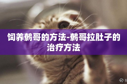 飼養鷯哥的方法-鷯哥拉肚子的治療方法