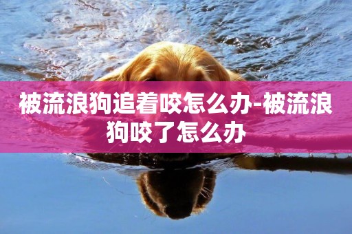 被流浪狗追著咬怎么辦-被流浪狗咬了怎么辦