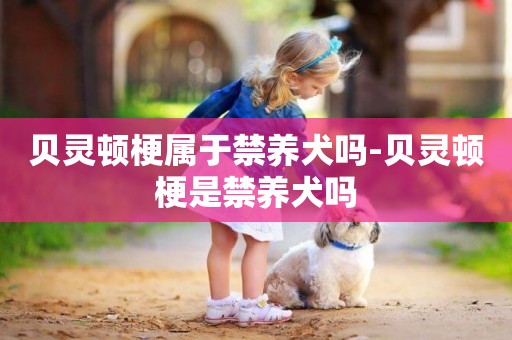 貝靈頓梗屬于禁養犬嗎-貝靈頓梗是禁養犬嗎