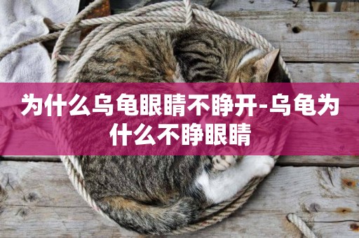 為什么烏龜眼睛不睜開-烏龜為什么不睜眼睛