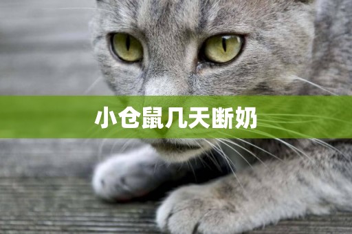 小倉鼠幾天斷奶