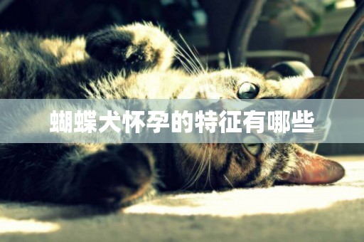 蝴蝶犬懷孕的特征有哪些